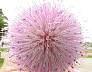 tn_thistle-27_jpg.jpg (2313 bytes)