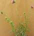 tn_thistle-50_jpg.jpg (1319 bytes)