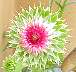tn_thistle-53_jpg.jpg (2448 bytes)