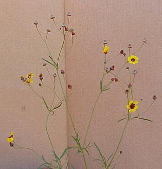 Plains Coreopsis (Coreopsis tinctoria)