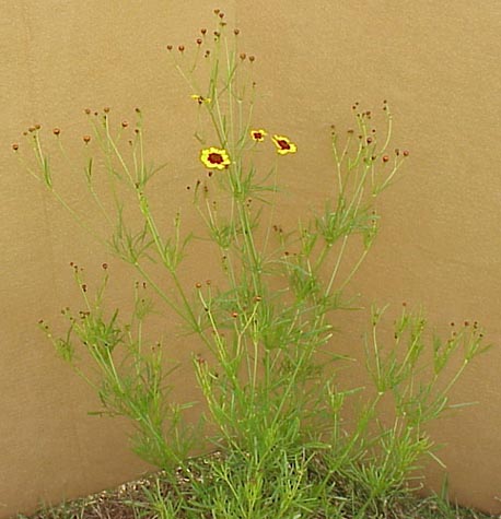Plains Coreopsis