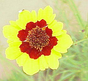 Plains Coreopsis