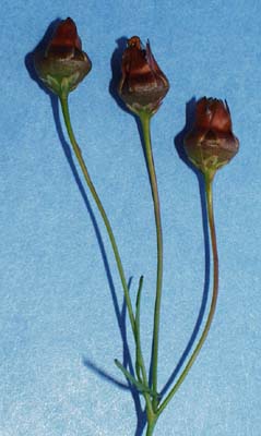 pl-coreopsis-089.jpg (19525 bytes)