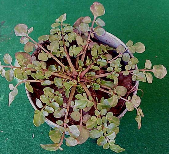 Plains-coreopsis