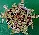 tn_plains-coreopsis-01_jpg.jpg (2734 bytes)