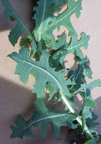 Prickly Lettuce