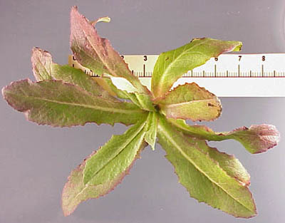 Prickly Lettuce