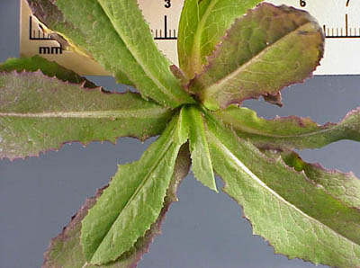 Prickly Lettuce