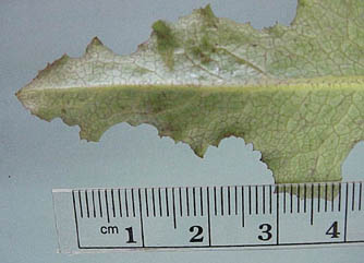 Prickly Lettuce