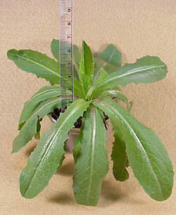 Prickly Lettuce
