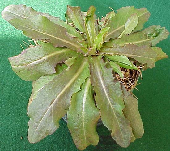 Prickly Lettuce