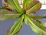 tn_pr-lettuce-06_jpg.jpg (2387 bytes)