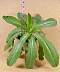 tn_pr-lettuce-19_jpg.jpg (1685 bytes)
