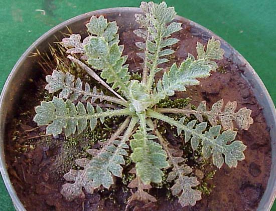 Red Horned poppy (Glausium carniculatum)