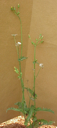 Spiny Sowthistle