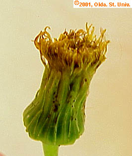 sowthistle-03.jpg (20671 bytes)