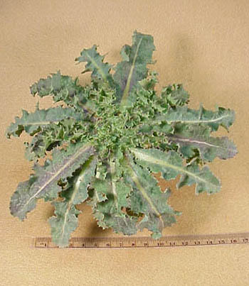 Spingy Sowthistle