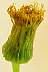 tn_sowthistle-03_jpg.jpg (1491 bytes)