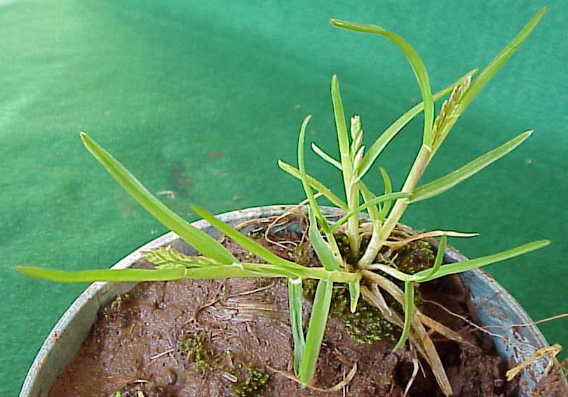 Annual Bluegrass (Poa annua)