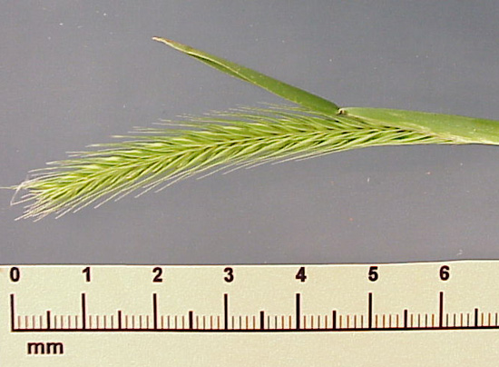 Little Barley (Hordeum pusillum)