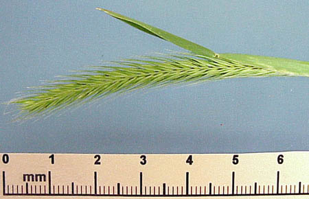 Little Barley (Hordeum pusillum)