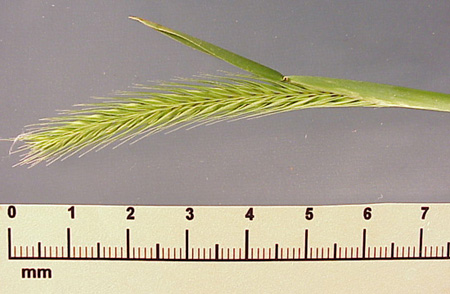 Little Barley (Hordeum pusillum)