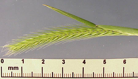 Little Barley (Hordeum pusillum)