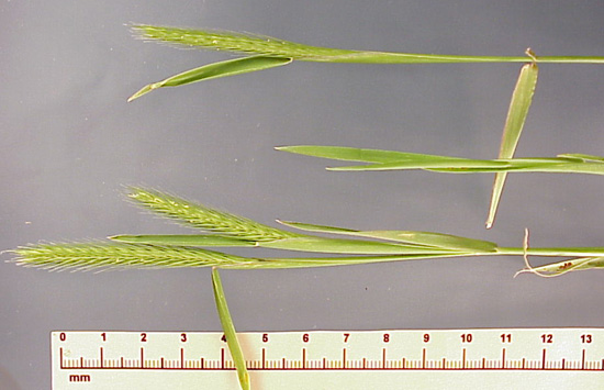 Little Barley (Hordeum pusillum)