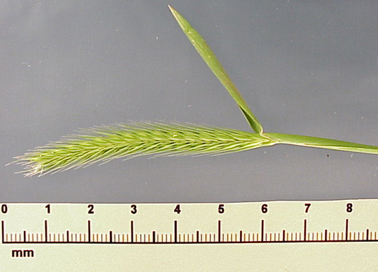 Little Barley (Hordeum pusillum)