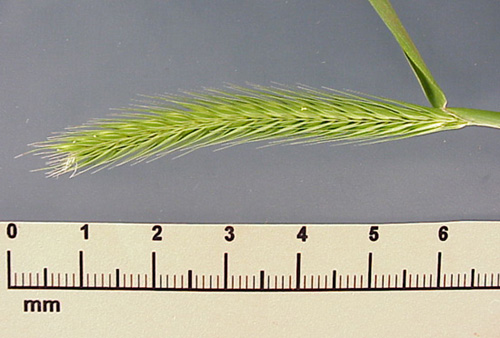 Little Barley (Hordeum pusillum)