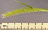 tn_l-barley-01_jpg.jpg (1890 bytes)