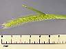 tn_l-barley-02_jpg.jpg (1945 bytes)