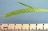 tn_l-barley-03_jpg.jpg (1775 bytes)