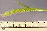 tn_l-barley-04_jpg.jpg (7221 bytes)