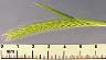 tn_l-barley-05_jpg.jpg (1762 bytes)
