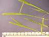 tn_l-barley-06_jpg.jpg (1997 bytes)