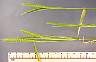tn_l-barley-07_jpg.jpg (1869 bytes)