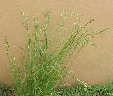 Italian Ryegrass (Lolium multiflorum)