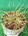 tn_ryegrass-01_jpg.jpg (2390 bytes)