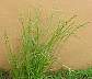 tn_ryegrass-30_jpg.jpg (1802 bytes)