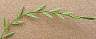 tn_ryegrass-31_jpg.jpg (1303 bytes)