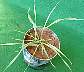 tn_wheat-01_jpg.jpg (2482 bytes)