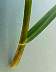 tn_wheat-02_jpg.jpg (1283 bytes)