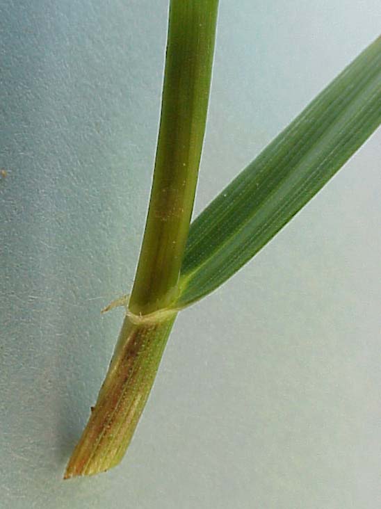 Wheat (Triticum aestivum)