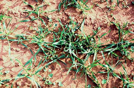 Wheat in Alfalfa